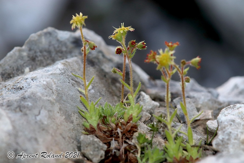 Saxifraga_hohenwartii_04.jpg