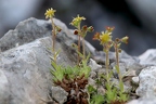 Saxifraga hohenwartii 04