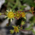 Saxifraga hohenwartii 06