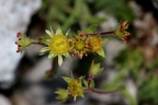 Saxifraga hohenwartii 06