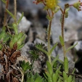 Saxifraga hohenwartii 08
