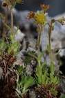 Saxifraga hohenwartii 08