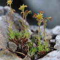Saxifraga hohenwartii 09
