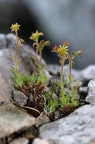 Saxifraga hohenwartii 09