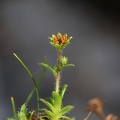 Saxifraga hohenwartii 10
