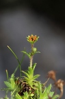 Saxifraga hohenwartii 10