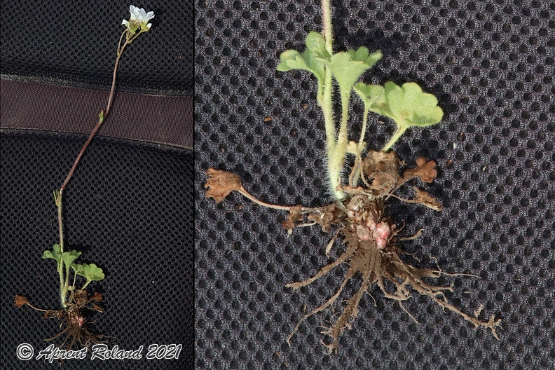 Saxifraga_granulata_1.jpg