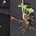 Saxifraga granulata 1