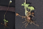 Saxifraga granulata 1