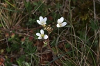 Saxifraga granulata 4