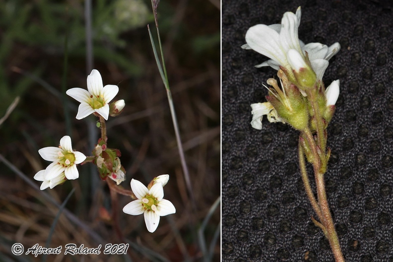 Saxifraga_granulata_3.jpg