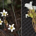 Saxifraga granulata 3