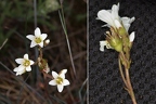 Saxifraga granulata 3