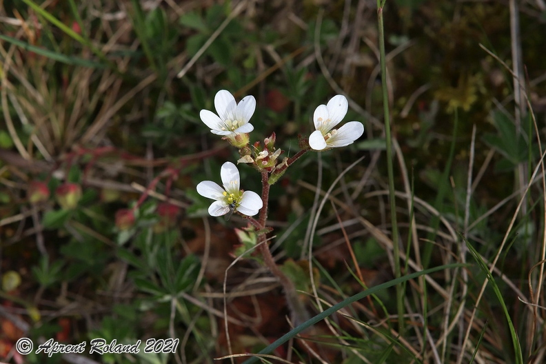 Saxifraga_granulata_2.jpg