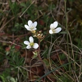 Saxifraga granulata 2