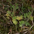 Saxifraga granulata 5