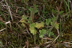 Saxifraga granulata 5