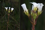 Saxifraga granulata 8