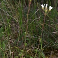 Saxifraga granulata 7