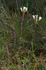 Saxifraga granulata 7