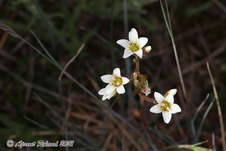 Saxifraga_granulata_6.jpg