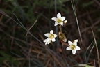 Saxifraga granulata 6