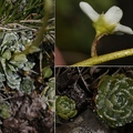 Saxifraga paniculata 1