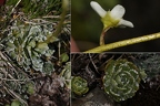 Saxifraga paniculata 1