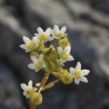 Saxifraga paniculata 3