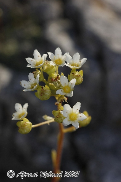 Saxifraga_paniculata_2.jpg