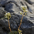 Saxifraga paniculata 4