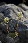 Saxifraga paniculata 4
