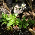 Saxifraga stellaris  1