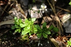 Saxifraga stellaris  1