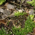 Saxifraga stellaris  2