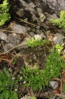 Saxifraga stellaris  2