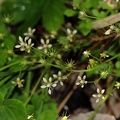 Saxifraga stellaris  3