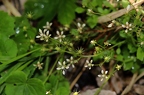 Saxifraga stellaris  3