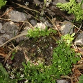 Saxifraga stellaris  4