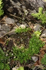 Saxifraga stellaris  4