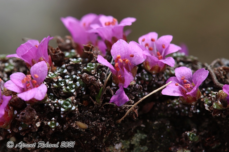 Saxifraga_oppositifolia_1.jpg