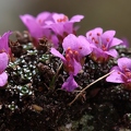 Saxifraga oppositifolia 1