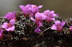 Saxifraga oppositifolia 1