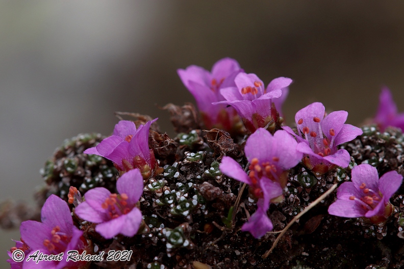 Saxifraga_oppositifolia_2.jpg