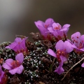 Saxifraga oppositifolia 2
