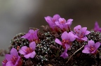 Saxifraga oppositifolia 2