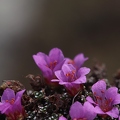 Saxifraga oppositifolia 3