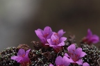 Saxifraga oppositifolia 3