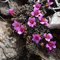 Saxifraga oppositifolia 4