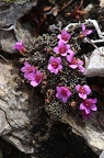 Saxifraga oppositifolia 4